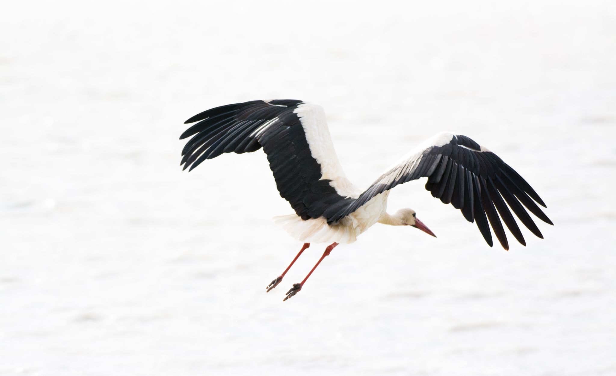 Weißstorch White stork (Ciconia ciconia)